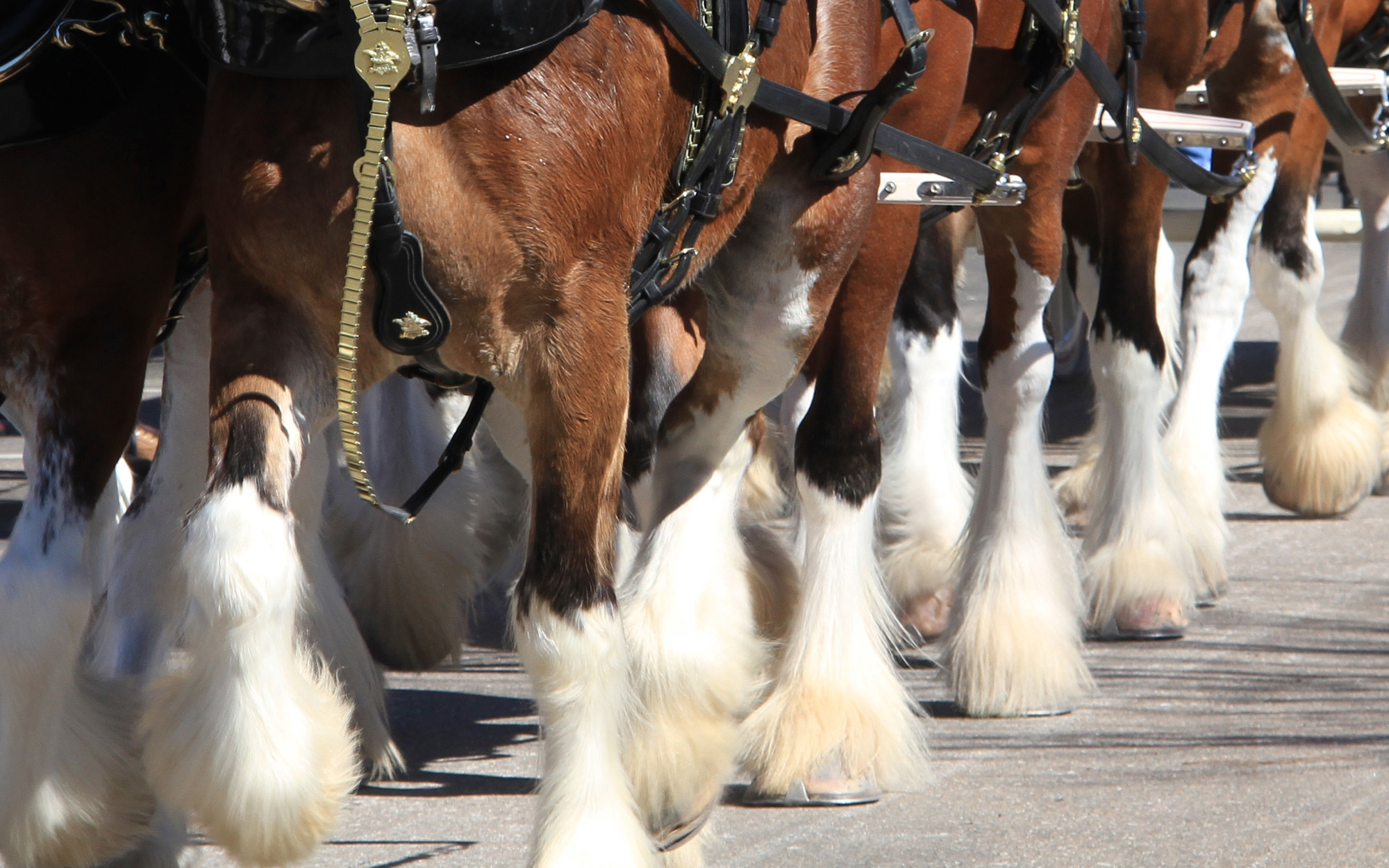 St Louis Clydesdales First Responder Baseball Team